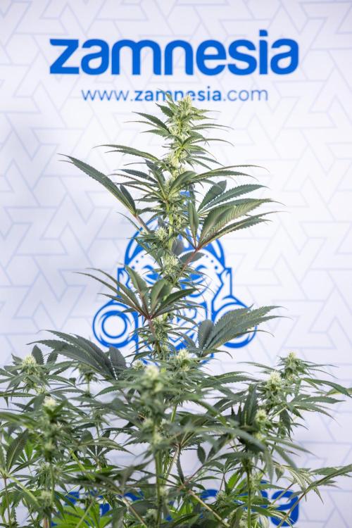 Tropicana Cookies #1 - Zamnesia x B&B. Week 6 - Tropicana Cookies #1 - No Techniques - 3rd Week Bloom