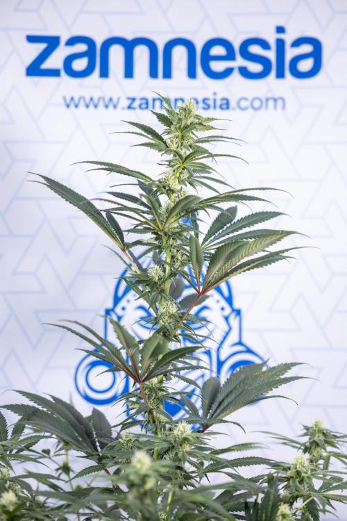 Tropicana Cookies #1 - Zamnesia x B&B. Week 6 - Tropicana Cookies #1 - No Techniques - 3rd Week Bloom