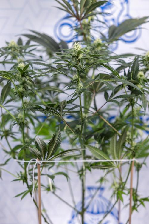 Tropicana Cookies #1 - Zamnesia x B&B. Week 6 - Tropicana Cookies #1 - No Techniques - 3rd Week Bloom