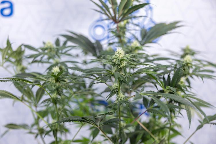 Tropicana Cookies #1 - Zamnesia x B&B. Week 6 - Tropicana Cookies #1 - No Techniques - 3rd Week Bloom