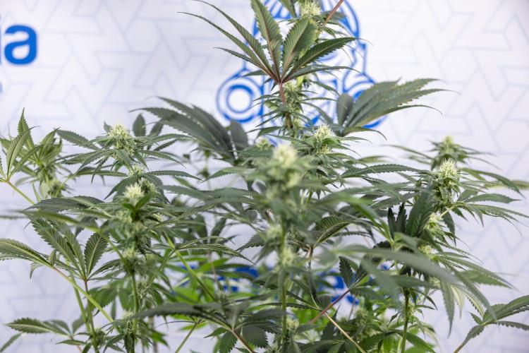 Tropicana Cookies #1 - Zamnesia x B&B. Week 6 - Tropicana Cookies #1 - No Techniques - 3rd Week Bloom