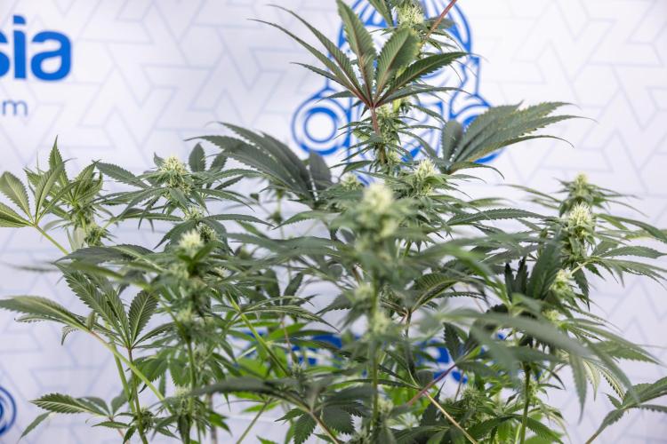 Tropicana Cookies #1 - Zamnesia x B&B. Week 6 - Tropicana Cookies #1 - No Techniques - 3rd Week Bloom