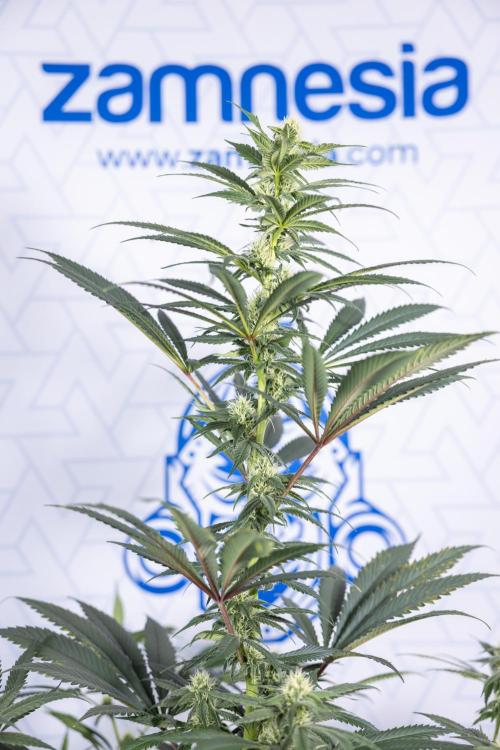 Tropicana Cookies #1 - Zamnesia x B&B. Week 6