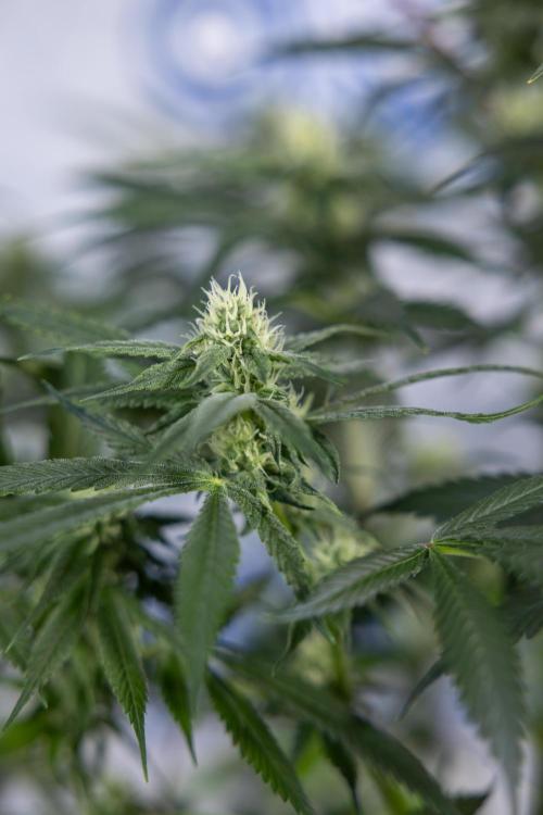 Tropicana Cookies #1 - Zamnesia x B&B. Week 6