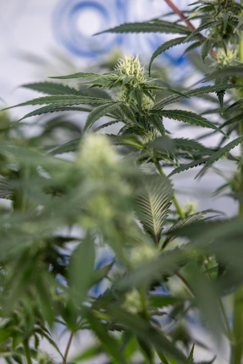 Tropicana Cookies #1 - Zamnesia x B&B. Week 6