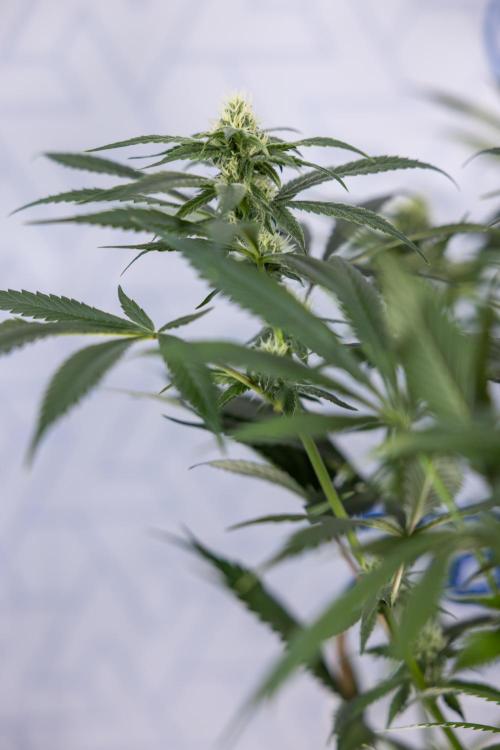 Tropicana Cookies #1 - Zamnesia x B&B. Week 6