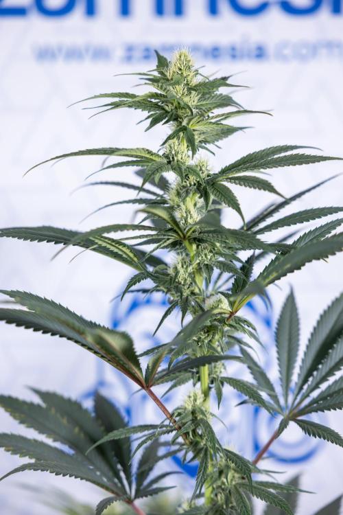 Tropicana Cookies #1 - Zamnesia x B&B. Week 6