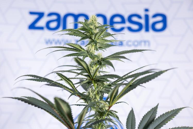 Tropicana Cookies #1 - Zamnesia x B&B. Week 6