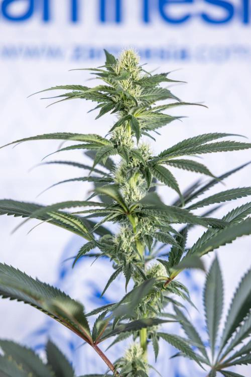 Tropicana Cookies #1 - Zamnesia x B&B. Week 6 - Tropicana Cookies #1 - No Techniques - 3rd Week Bloom