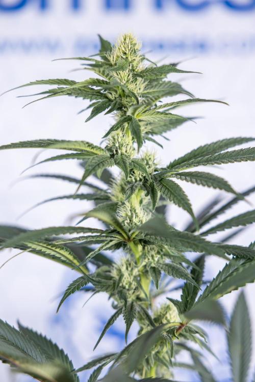 Tropicana Cookies #1 - Zamnesia x B&B. Week 6 - Tropicana Cookies #1 - No Techniques - 3rd Week Bloom