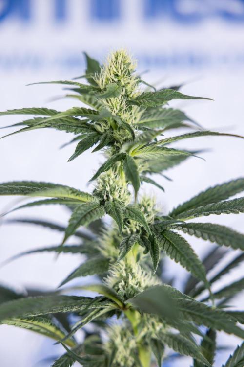 Tropicana Cookies #1 - Zamnesia x B&B. Week 6 - Tropicana Cookies #1 - No Techniques - 3rd Week Bloom