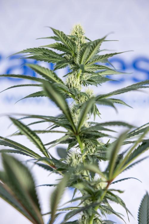 Tropicana Cookies #1 - Zamnesia x B&B. Week 6 - Tropicana Cookies #1 - No Techniques - 3rd Week Bloom