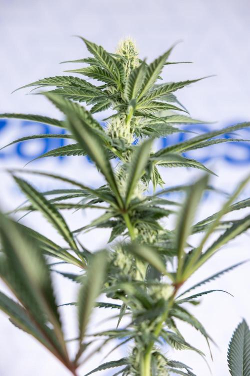 Tropicana Cookies #1 - Zamnesia x B&B. Week 6 - Tropicana Cookies #1 - No Techniques - 3rd Week Bloom