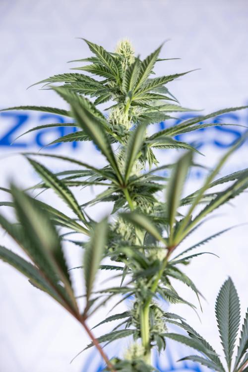 Tropicana Cookies #1 - Zamnesia x B&B. Week 6 - Tropicana Cookies #1 - No Techniques - 3rd Week Bloom