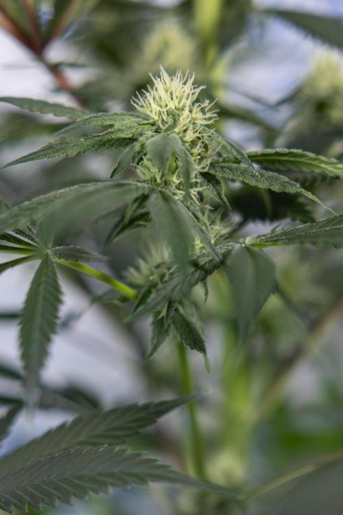 Tropicana Cookies #1 - Zamnesia x B&B. Week 6 - Tropicana Cookies #1 - No Techniques - 3rd Week Bloom