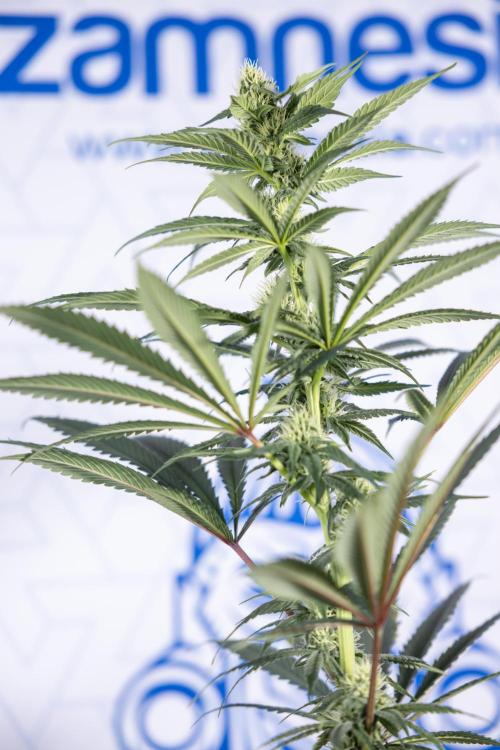 Tropicana Cookies #1 - Zamnesia x B&B. Week 6 - Tropicana Cookies #1 - No Techniques - 3rd Week Bloom