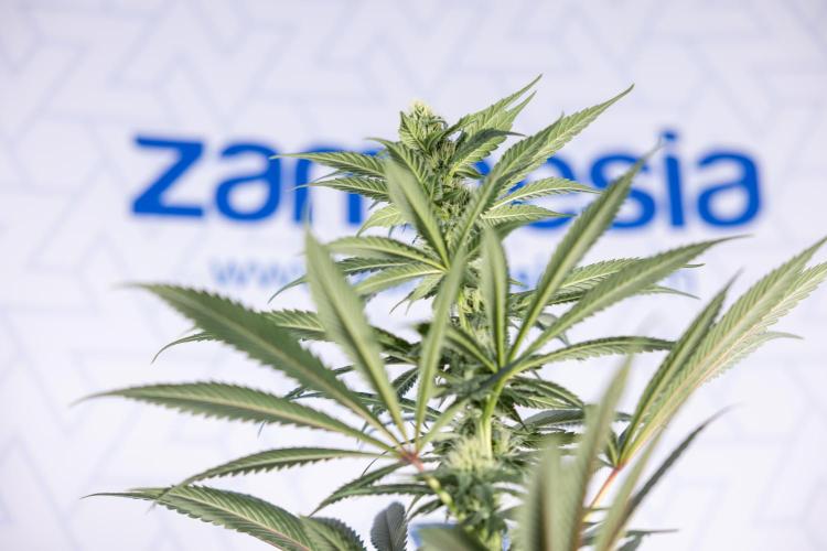 Tropicana Cookies #1 - Zamnesia x B&B. Week 6 - Tropicana Cookies #1 - No Techniques - 3rd Week Bloom