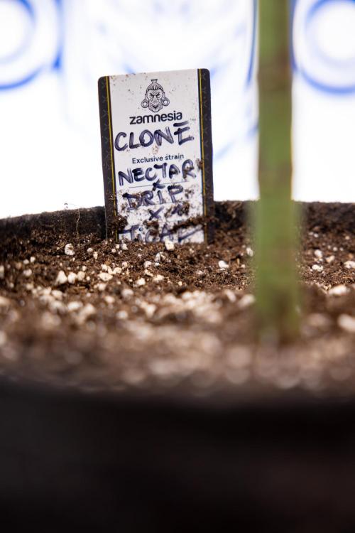 Nectar Drip #5 Clone - Zamnesia x B&B. Week 6 - Nectar Drip #5 x Tical - Clone - No Tecniques - 1st Week Bloom