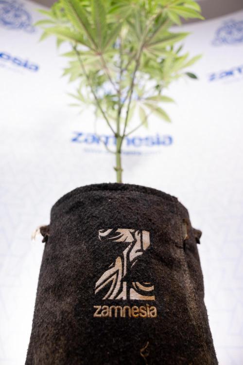 Nectar Drip #5 Clone - Zamnesia x B&B. Week 6 - Nectar Drip #5 x Tical - Clone - No Tecniques - 1st Week Bloom