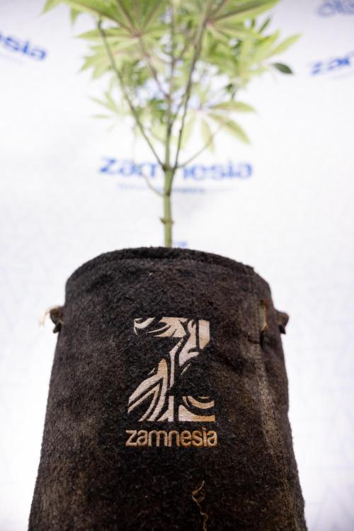 Nectar Drip #5 Clone - Zamnesia x B&B. Week 6 - Nectar Drip #5 x Tical - Clone - No Tecniques - 1st Week Bloom