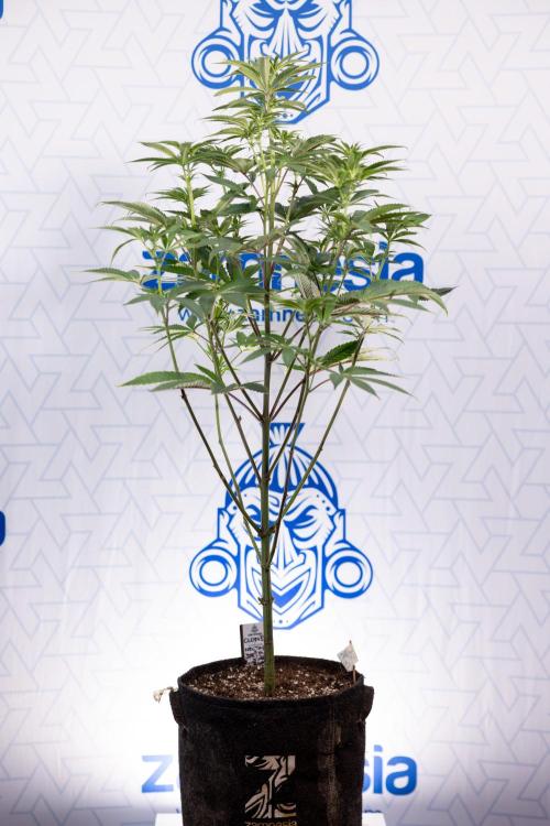 Nectar Drip #5 Clone - Zamnesia x B&B. Week 6 - Nectar Drip #5 x Tical - Clone - No Tecniques - 1st Week Bloom