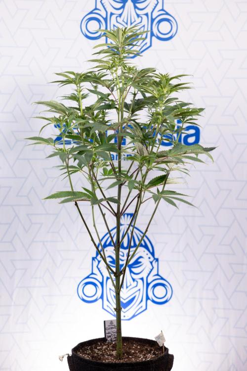 Nectar Drip #5 Clone - Zamnesia x B&B. Week 6 - Nectar Drip #5 x Tical - Clone - No Tecniques - 1st Week Bloom