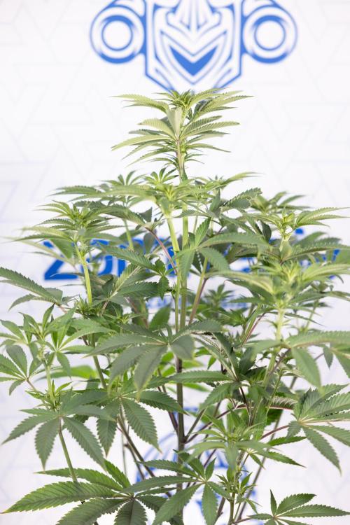 Nectar Drip #5 Clone - Zamnesia x B&B. Week 6 - Nectar Drip #5 x Tical - Clone - No Tecniques - 1st Week Bloom