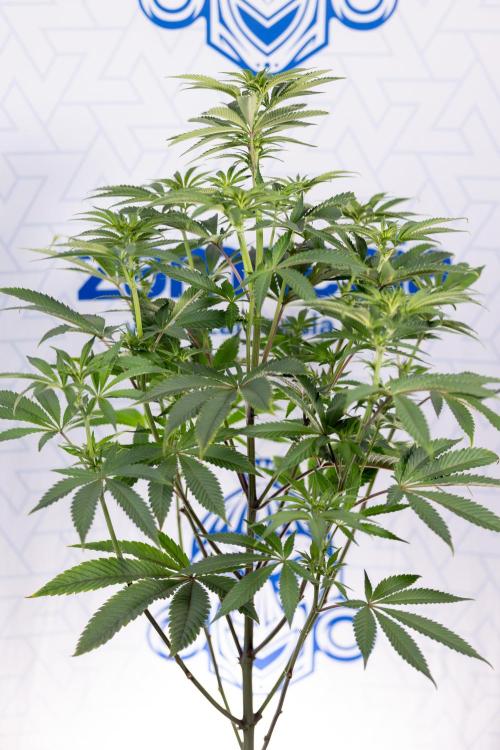 Nectar Drip #5 Clone - Zamnesia x B&B. Week 6 - Nectar Drip #5 x Tical - Clone - No Tecniques - 1st Week Bloom