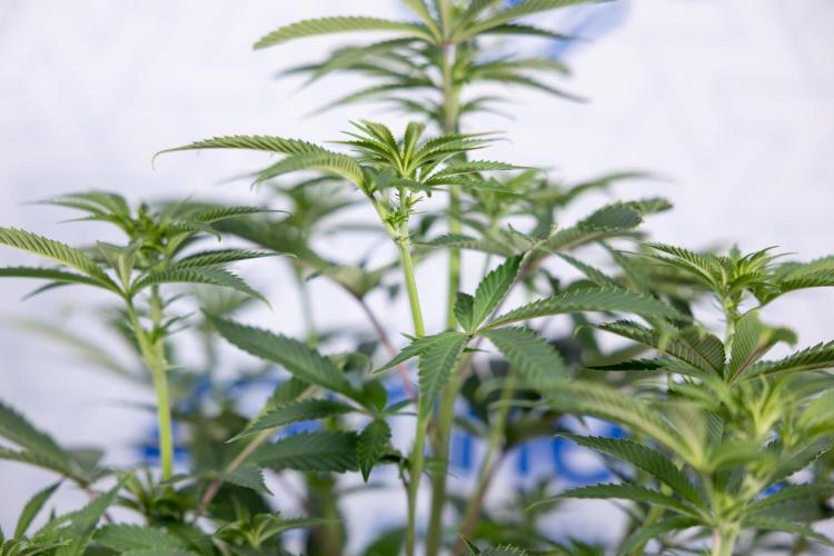 Nectar Drip #5 Clone - Zamnesia x B&B. Week 6 - Nectar Drip #5 x Tical - Clone - No Tecniques - 1st Week Bloom