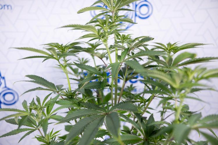 Nectar Drip #5 Clone - Zamnesia x B&B. Week 6 - Nectar Drip #5 x Tical - Clone - No Tecniques - 1st Week Bloom