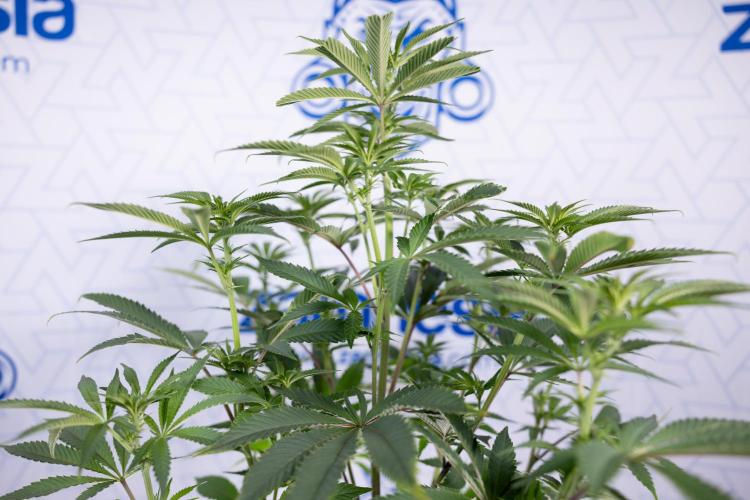 Nectar Drip #5 Clone - Zamnesia x B&B. Week 6 - Nectar Drip #5 x Tical - Clone - No Tecniques - 1st Week Bloom