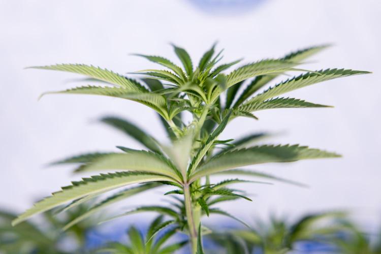 Nectar Drip #5 Clone - Zamnesia x B&B. Week 6 - Nectar Drip #5 x Tical - Clone - No Tecniques - 1st Week Bloom