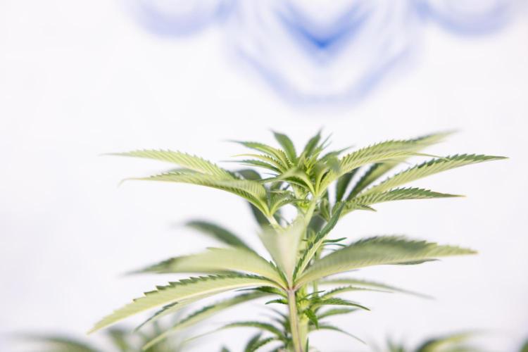 Nectar Drip #5 Clone - Zamnesia x B&B. Week 6 - Nectar Drip #5 x Tical - Clone - No Tecniques - 1st Week Bloom