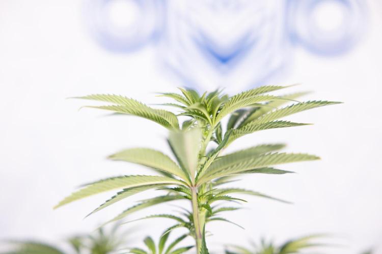 Nectar Drip #5 Clone - Zamnesia x B&B. Week 6 - Nectar Drip #5 x Tical - Clone - No Tecniques - 1st Week Bloom