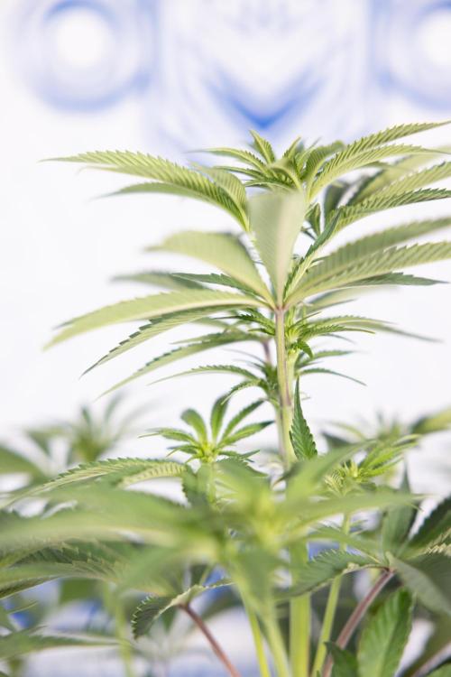 Nectar Drip #5 Clone - Zamnesia x B&B. Week 6 - Nectar Drip #5 x Tical - Clone - No Tecniques - 1st Week Bloom