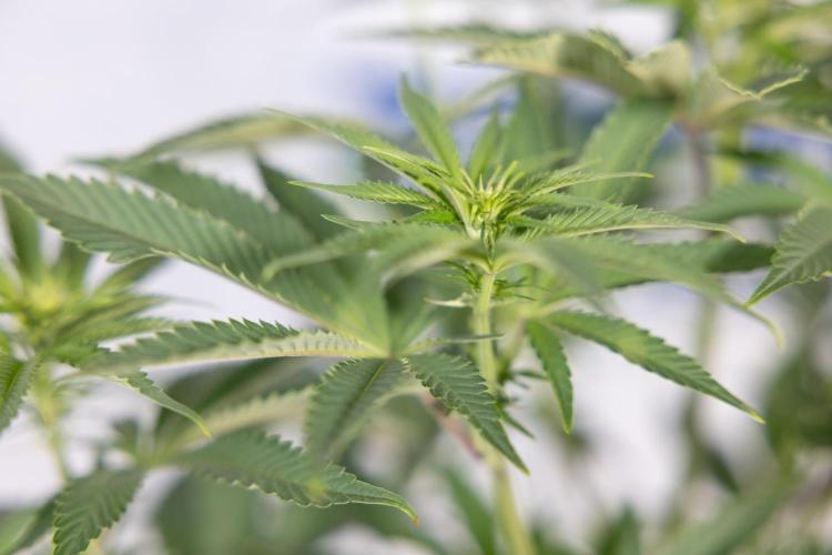 Nectar Drip #5 Clone - Zamnesia x B&B. Week 6 - Nectar Drip #5 x Tical - Clone - No Tecniques - 1st Week Bloom