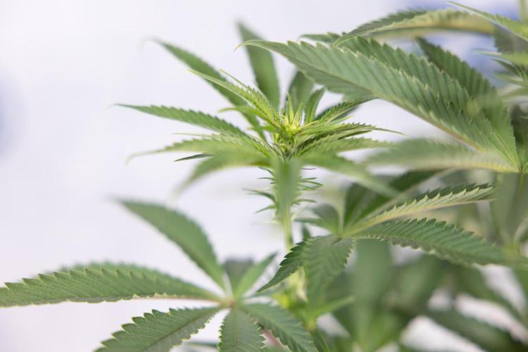 Nectar Drip #5 Clone - Zamnesia x B&B. Week 6 - Nectar Drip #5 x Tical - Clone - No Tecniques - 1st Week Bloom