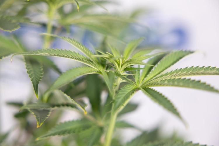 Nectar Drip #5 Clone - Zamnesia x B&B. Week 6 - Nectar Drip #5 x Tical - Clone - No Tecniques - 1st Week Bloom