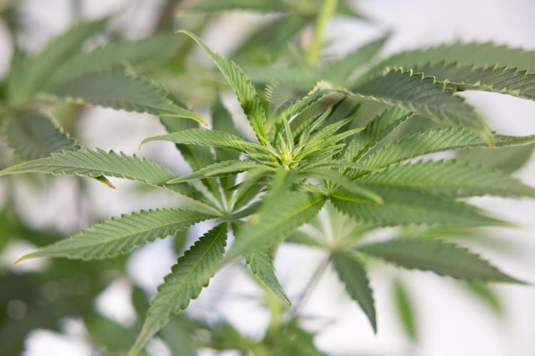 Nectar Drip #5 Clone - Zamnesia x B&B. Week 6 - Nectar Drip #5 x Tical - Clone - No Tecniques - 1st Week Bloom