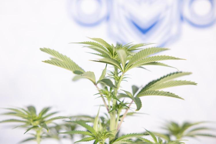 Nectar Drip #5 Clone - Zamnesia x B&B. Week 6 - Nectar Drip #5 x Tical - Clone - No Tecniques - 1st Week Bloom