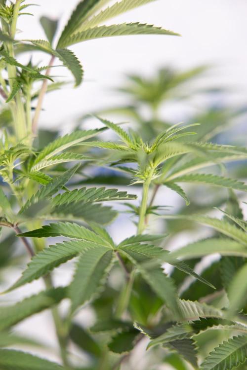 Nectar Drip #5 Clone - Zamnesia x B&B. Week 6 - Nectar Drip #5 x Tical - Clone - No Tecniques - 1st Week Bloom