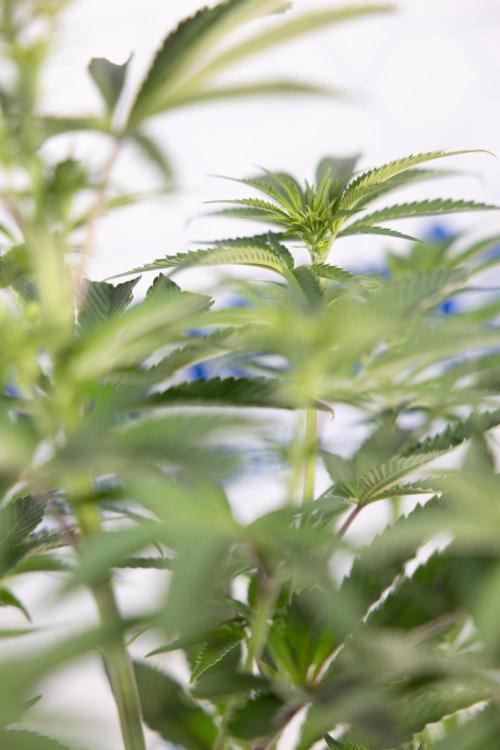 Nectar Drip #5 Clone - Zamnesia x B&B. Week 6 - Nectar Drip #5 x Tical - Clone - No Tecniques - 1st Week Bloom