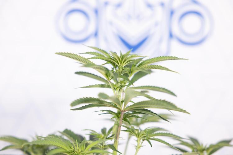 Nectar Drip #5 Clone - Zamnesia x B&B. Week 6 - Nectar Drip #5 x Tical - Clone - No Tecniques - 1st Week Bloom