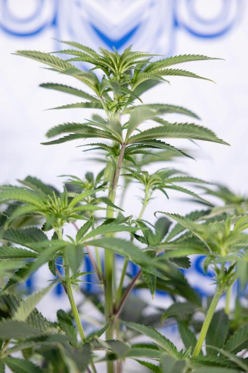 Nectar Drip #5 Clone - Zamnesia x B&B. Week 6 - Nectar Drip #5 x Tical - Clone - No Tecniques - 1st Week Bloom