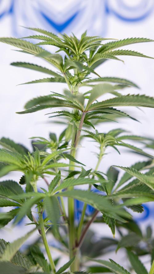 Nectar Drip #5 Clone - Zamnesia x B&B. Week 6 - Nectar Drip #5 x Tical - Clone - No Tecniques - 1st Week Bloom