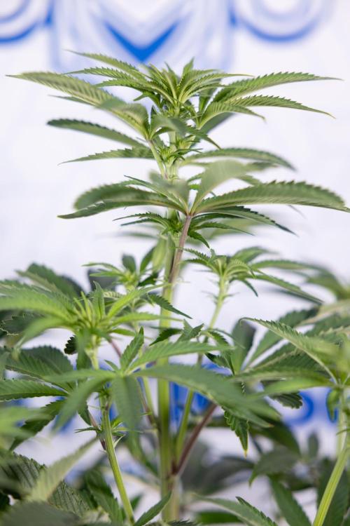 Nectar Drip #5 Clone - Zamnesia x B&B. Week 6 - Nectar Drip #5 x Tical - Clone - No Tecniques - 1st Week Bloom