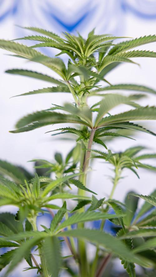 Nectar Drip #5 Clone - Zamnesia x B&B. Week 6 - Nectar Drip #5 x Tical - Clone - No Tecniques - 1st Week Bloom