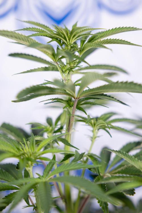 Nectar Drip #5 Clone - Zamnesia x B&B. Week 6 - Nectar Drip #5 x Tical - Clone - No Tecniques - 1st Week Bloom