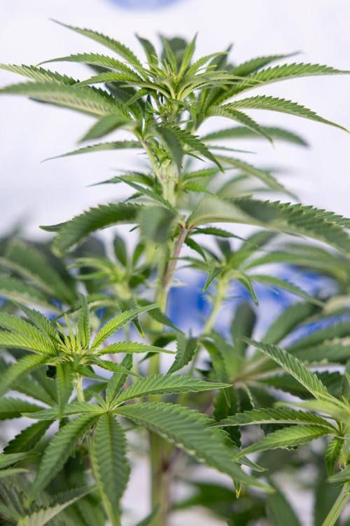 Nectar Drip #5 Clone - Zamnesia x B&B. Week 6 - Nectar Drip #5 x Tical - Clone - No Tecniques - 1st Week Bloom