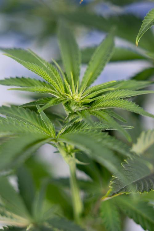 Nectar Drip #5 Clone - Zamnesia x B&B. Week 6 - Nectar Drip #5 x Tical - Clone - No Tecniques - 1st Week Bloom